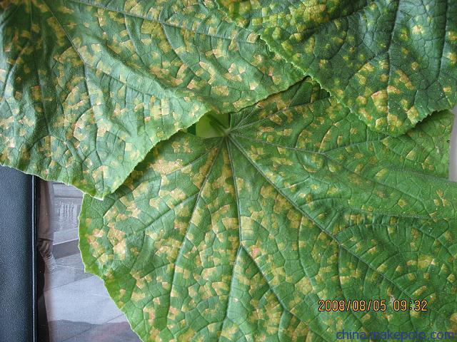 黄瓜细菌性角斑病 黄瓜细菌性角斑病