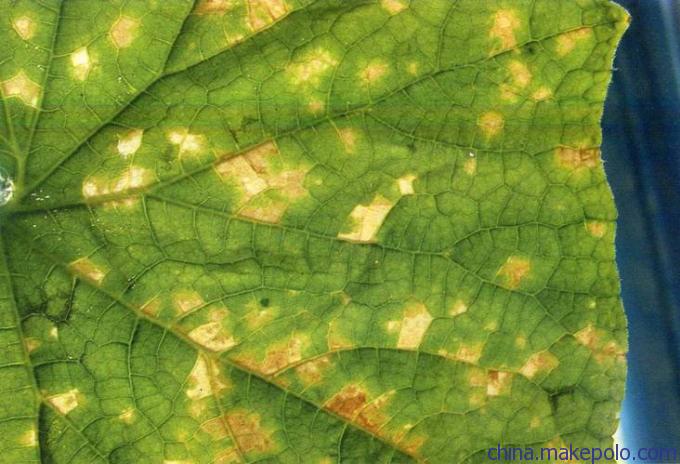 黄瓜细菌性角斑病 黄瓜细菌性角斑病