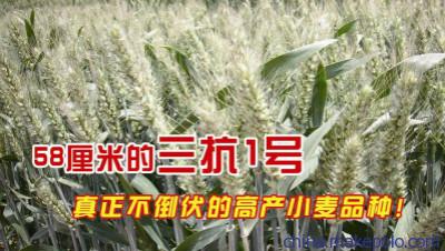 最新高产小麦种子三抗1号 最新高产小麦种子三抗1号
