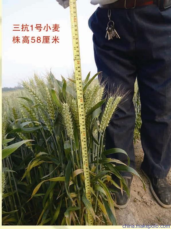 最新高产小麦种子三抗1号 最新高产小麦种子三抗1号